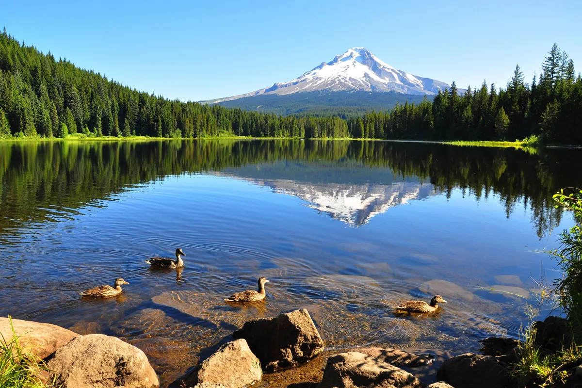 This image features a tranquil mountain lake bordered by trees, with ducks gliding across the water and a majestic mountain peak in the background. The setting evokes a sense of peaceful seclusion and abundant natural beauty, perfect for summer activities like bird watching, hiking, and quiet moments by the water.